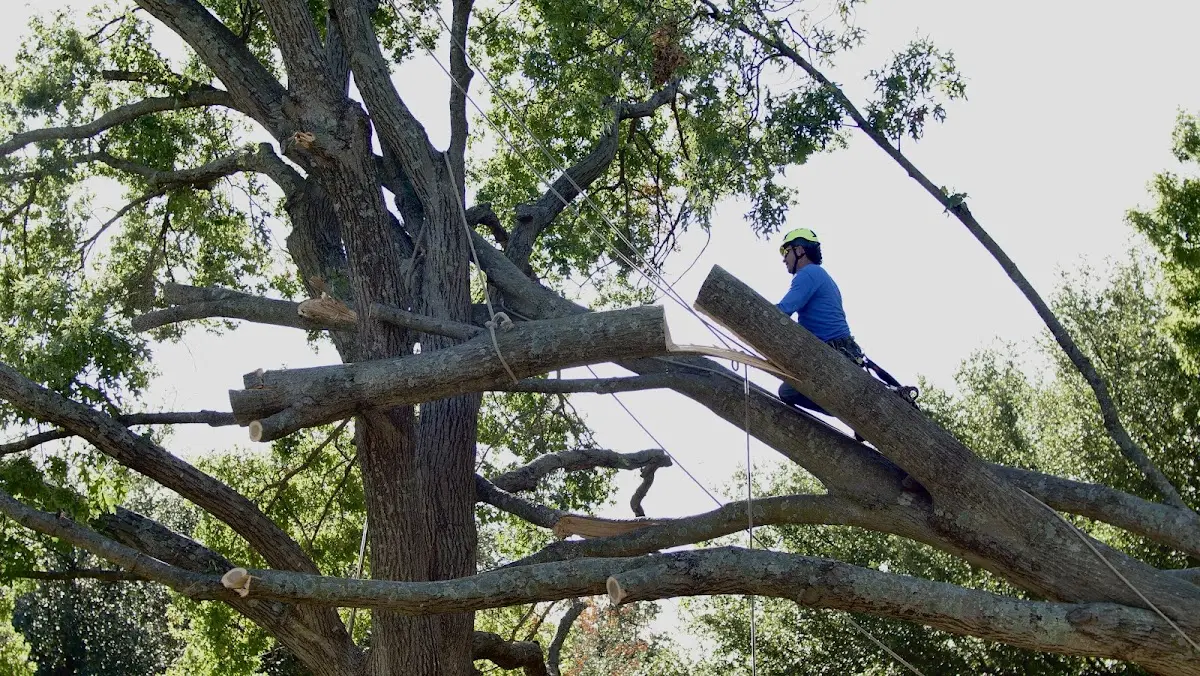 Professional Crown Thinning performed by certified arborists in Hume